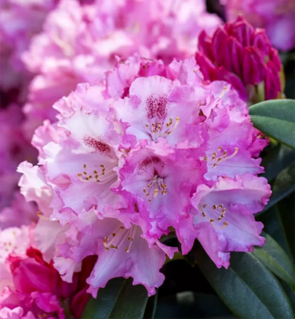 Rhododendron ARABELLA 20-30 cm, kont. 5 l