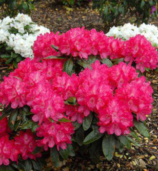 Rhododendron ASTRID 30-40 cm, Cont. 5 l