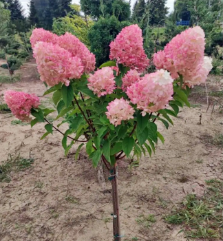 Rispenhortensie LIVING PINKY PROMISE auf Stamm 80 cm, Cont. 5 l