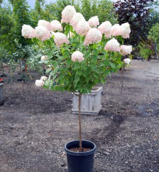 Rispenhortensie LIVING ROYAL FLOWER auf Stamm 70 cm, Cont. 5 l