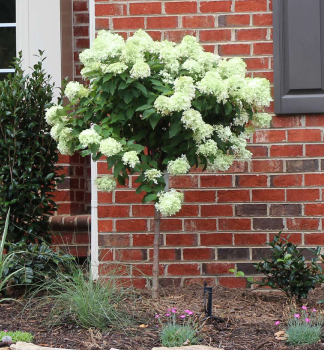 Rispenhortensie PETITE CHERRY auf Stamm 50 cm, Cont. 4,5 l