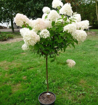 Rispenhortensie PETITE LANTERN auf Stamm 50 cm, Cont. 4,5 l