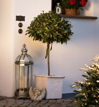 Echter Lorbeer (Lorbeerblatt) BAY JUNIOR auf Stamm 50 cm, Cont. 3 l