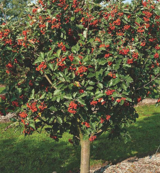 Eberesche MAGNIFICA 200-220 cm, Cont. 12 l