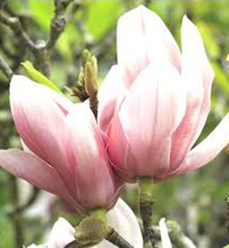 Magnolien RED HEART 50-60 cm, Cont. 4,5 l