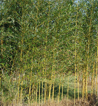 Bambus / Phyllostachys aureosulcata, 90-100 cm, Cont. 5 l