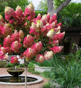 Rispenhortensie LIVING PINK & ROSE auf Stamm 80 cm, Cont. 5 l