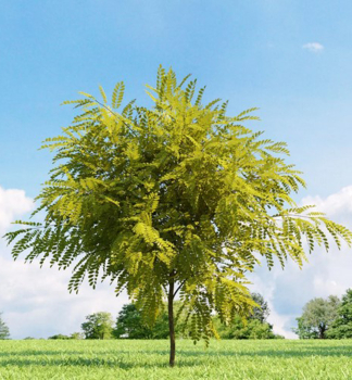 Robinie FRISIA auf Stamm 120 cm, Cont. 10 l