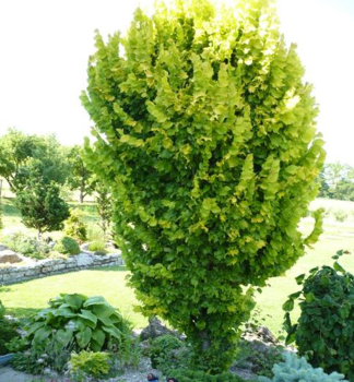Goldulme 'WREDEI' auf Stamm 120 cm, Cont. 10 l