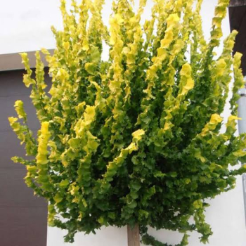Goldulme �WREDEI� auf Stamm 180 cm, Cont. 12 l