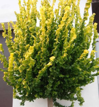 Goldulme �WREDEI� auf Stamm 180 cm, Cont. 12 l