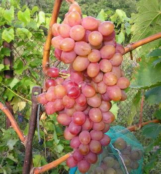 Obrzok (1)