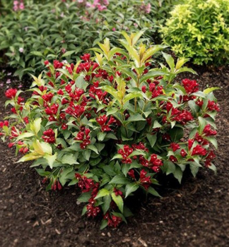 Weigelie CHERRY LOVE 15-20 cm, Cont. 2,5 l