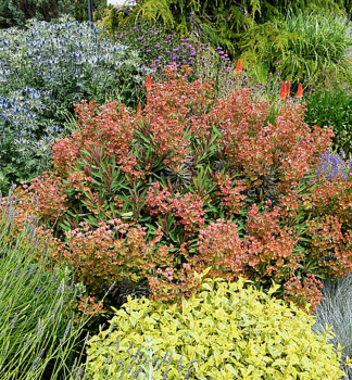 Wolfsmilch GALAXY GLOW, Cont. 0,5 l