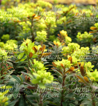 Obr�zok (7)