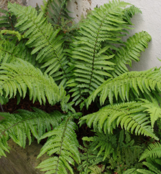 Entferntfiedriger Dornfarn (Dryopteris kuratae) , Cont. 0,5 l