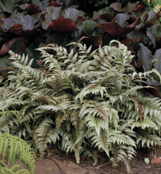 Japanische Regenbogenfarn PICTUM, Cont. 0,5 l