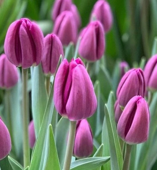 Tulpe 'BULLIT', Packungsinhalt 5 St.