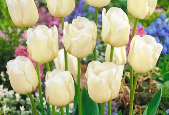 Tulpe CHEERS Packungsinhalt 5 St.