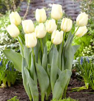 Tulpe CHEERS Packungsinhalt 5 St.