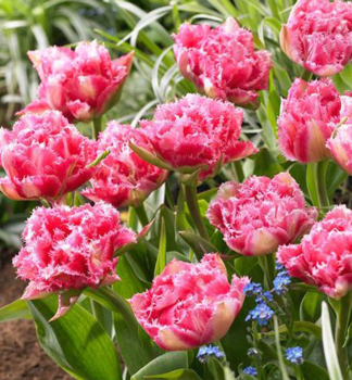 Tulpe CRISPION SWEET Packungsinhalt 5 St.