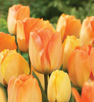 Tulpe DAYDREAM, Packungsinhalt 5 St.