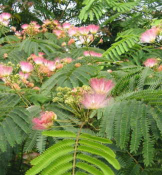 Seidenbaum TROPICAL DREAM 70-80 cm, Cont. 4 l