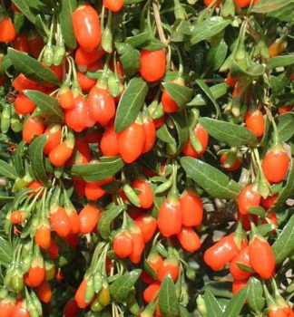 Gojibeere SUPER SUCCESS (Chinesischer Bocksdorn) 50-60 cm, Cont. 2 l