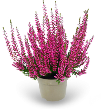 Sommerheide 'DORINA' Cont. 0,5 l
