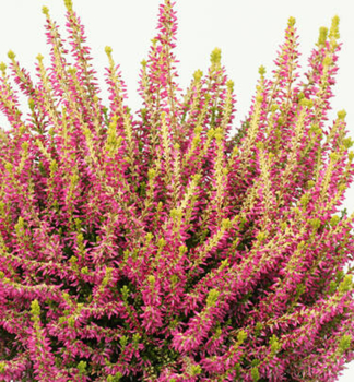 Sommerheide 'GOLDEN ANGIE' Cont. 0,5 l