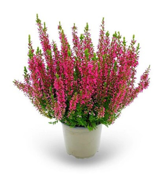 Sommerheide 'MILVA' Cont. 0,5 l