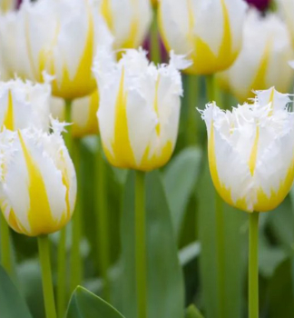 Tulpe LEMON BEAUTY, Packungsinhalt 5 St.