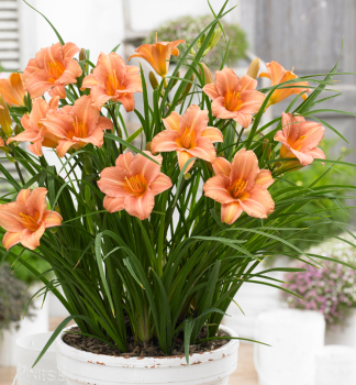 Taglilie 'EVERYDAYLILY PINK WING', Cont. 1 l