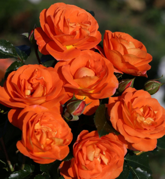 Rose MANGO ** Kordes 2019, Cont. 2 l
