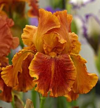 Hohe Bart-Schwertlilie 'CARNIVAL TIME', Cont. 1 l