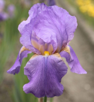 Hohe Bart-Schwertlilie �DORCAS LIVES AGAIN�, Cont. 1 l