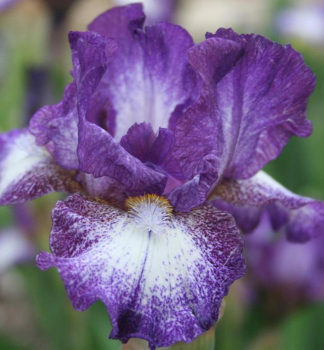 Hohe Bart-Schwertlilie �PRINCE OF BURGUNDY�, Cont. 1 l