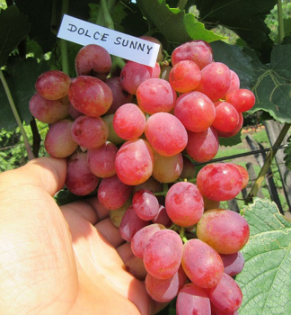 Resistente Tafeltraube DOLCE SUNNY, wurzelballen