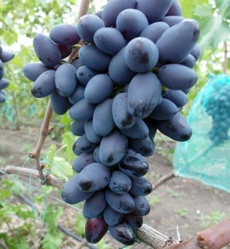 Tafeltraube ETALON, wurzelballen