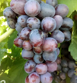 Tafeltraube PODAROK NESVJATAJA, wurzelballen