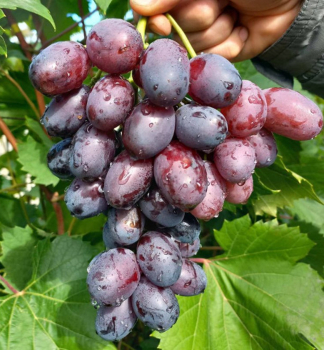 Tafeltraube ALVIKA, wurzelballen