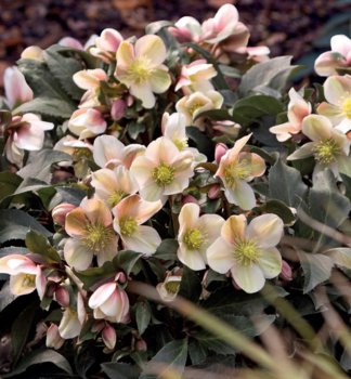 Nieswurz 'HGC MALORY' mit Knospen, 15-20 cm, Cont. 2 l