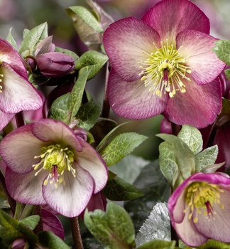 Nieswurz 'ICE N ROSES MACY MARBLE' mit Knospen, 15-20 cm, Cont. 2 l