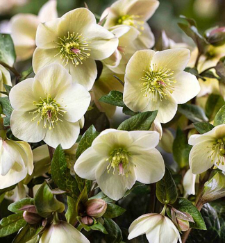 Nieswurz 'ICE N ROSES MILLA MARBLE' mit Knospen, 15-20 cm, Cont. 2 l