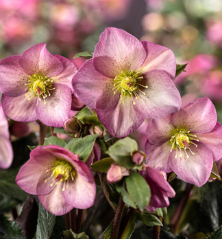 Nieswurz 'ICE N ROSES PINK PROMISE' mit Knospen, 15-20 cm, Cont. 2 l