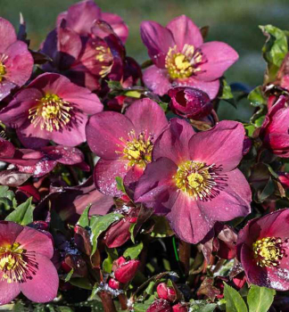 Nieswurz 'ICE N ROSES RED' mit Knospen, 20-30 cm, Cont. 2 l