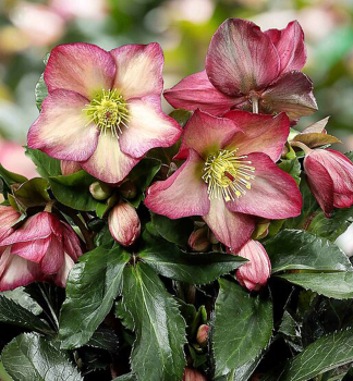 Nieswurz 'ICE N� ROSES� ROSALI' mit Knospen, 15-20 cm, Cont. 2 l