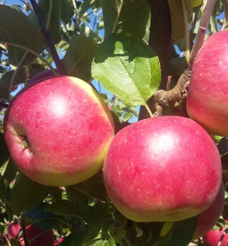 Apfelbaum CAMELOT Unterlage M7, wurzelnackt