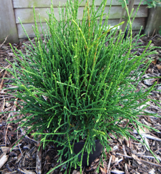 Lebensbaum �LITTLE FILLY� 20-30 cm, Cont. 3 l