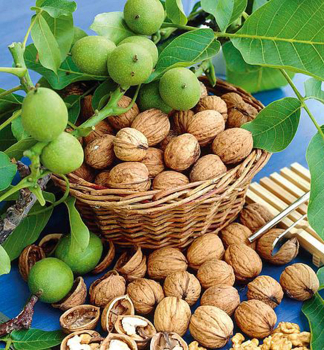 Walnussbaum �LARA� 180-200 cm, Cont. 7,5 l